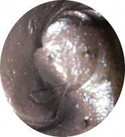 特種潤滑脂(含銅、石墨、二硫化鉬) KRUPPER GREASE